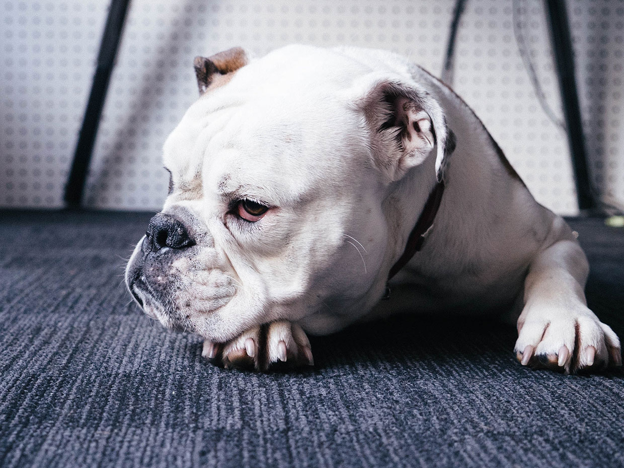 Dog lying on a carpet