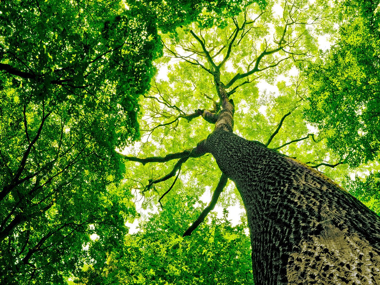A Greener Clean Trees A Greener Clean Trees